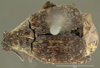 Media type: image;   Entomology 33943 Aspect: habitus dorsal view